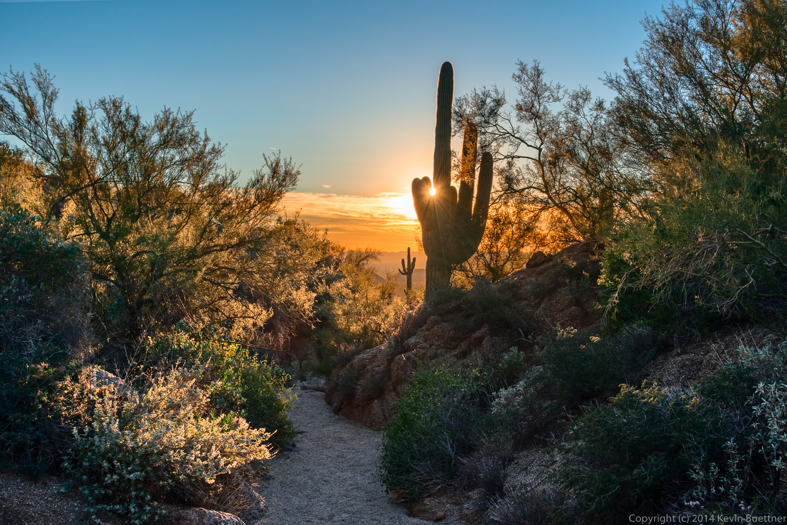 Photo of sun through saguaro cactus.